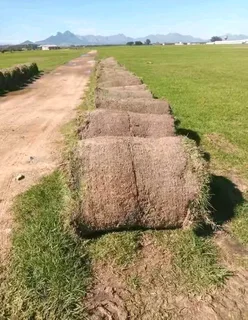 ©Buffalo Grass©Kikiyu Grass©LM  Bure Grass©Cynodon Grass