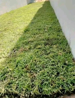 ©Buffalo Grass©Kikiyu Grass©LM  Bure Grass©Cynodon Grass