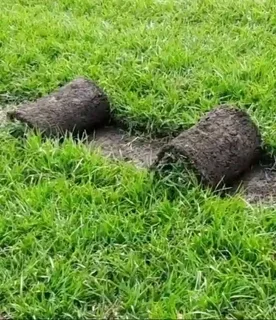 ©Buffalo Grass©Kikiyu Grass©LM  Bure Grass©Cynodon Grass