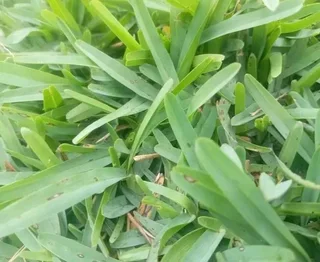Natural fresh Lawn per square meter