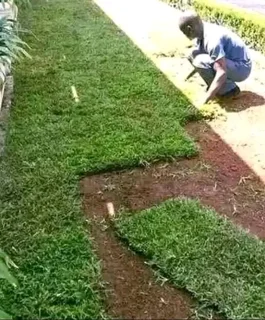 Natural fresh Lawn per square meter