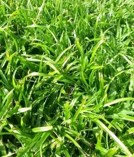 Natural fresh Lawn per square meter