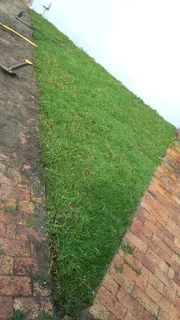 Natural fresh Lawn per square meter