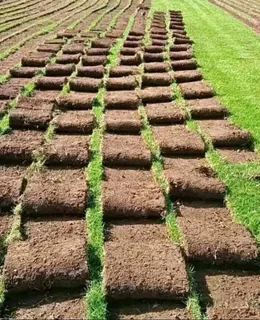 Natural fresh Lawn per square meter