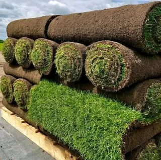Natural fresh Lawn per square meter