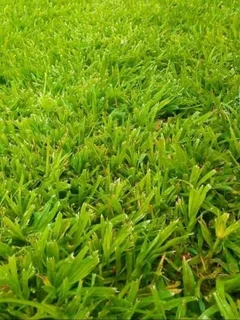 Natural fresh Lawn! We sell per square meters