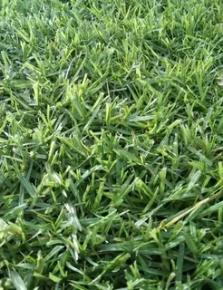 Natural fresh Lawn! We sell per square meters