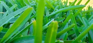 Natural fresh Lawn! We sell per square meters