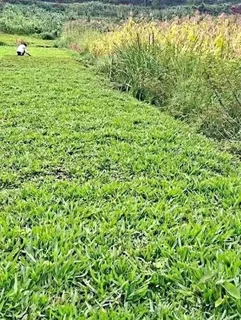 Natural fresh Lawn! We sell per square meters
