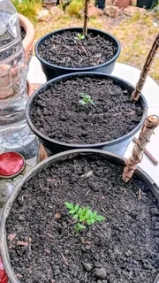 Topsoil and compost is available now we sell per cube 700