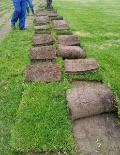 ©Buffalo Grass©Kikiyu Grass©LM  Bure Grass©Cynodon Grass