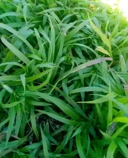 ©Buffalo Grass©Kikiyu Grass©LM  Bure Grass©Cynodon Grass