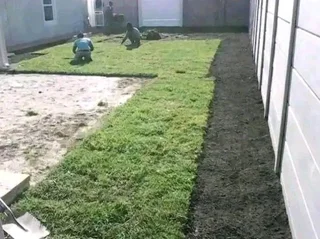 ©Buffalo Grass©Kikiyu Grass©LM  Bure Grass©Cynodon Grass