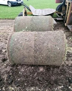 ©Buffalo Grass©Kikiyu Grass©LM  Bure Grass©Cynodon Grass