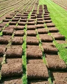 ©Buffalo Grass©Kikiyu Grass©LM  Bure Grass©Cynodon Grass