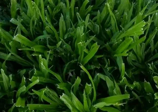 ©Buffalo Grass©Kikiyu Grass©LM  Bure Grass©Cynodon Grass