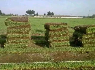 ©Buffalo Grass©Kikiyu Grass©LM  Bure Grass©Cynodon Grass