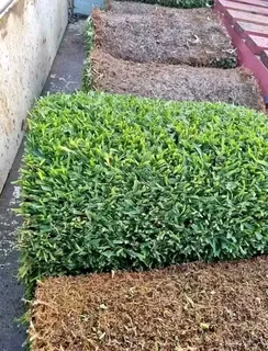 ©Buffalo Grass©Kikiyu Grass©LM  Bure Grass©Cynodon Grass