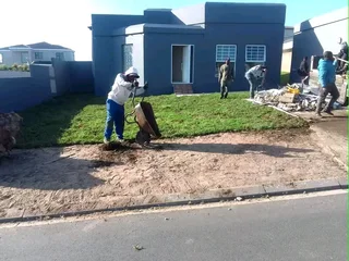 ©Buffalo Grass©Kikiyu Grass©LM  Bure Grass©Cynodon Grass