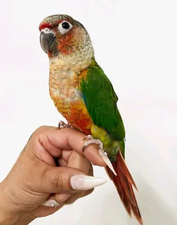 Beautiful pineapple conures for sale
