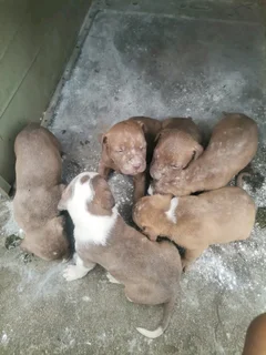 Puppy's for sale