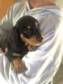 Miniature Dachshund