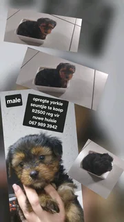 Opregte yorkie male puppy