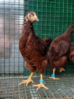 Rhode Island Red Chicks