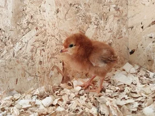 Rhode Island Red Chicks