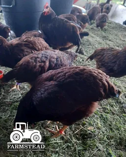 Purebred Rhode Island Red