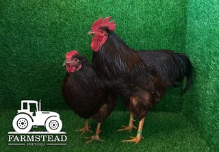 Rhode Island Red Heratige Chickens