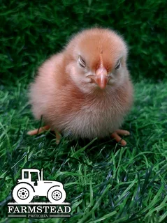 Purebred Rhode Island Red Chickens