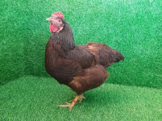 Layers - Ad posted by Farm Stead