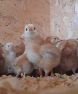 Chicks - Ad posted by Farm Stead