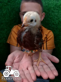 5 Week old Rhode Island Red