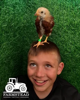 5 Week old Rhode Island Red