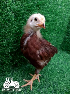 5 Week old Rhode Island Red