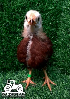 5 Week old Rhode Island Red