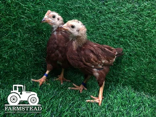 6 week Rhode Island Red Chicks