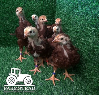 6 week Rhode Island Red Chicks