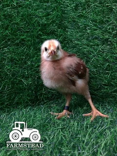 3 Week old Rhode Island Red