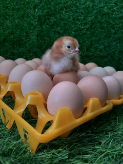 Rhode Island Red day old Purebred