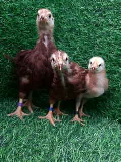 4-8 Week Purebred Rhode Island Red Chickens