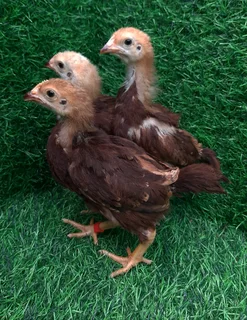 4-8 Week Purebred Rhode Island Red Chickens