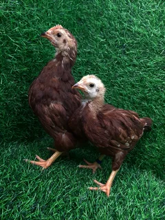 4-8 Week Purebred Rhode Island Red Chickens