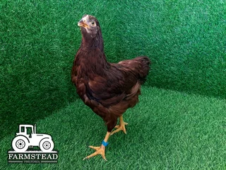 4-8 Week Purebred Rhode Island Red Chickens