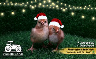 Purebred Rhode Island Red Chicks