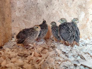 Jumbo Coturnix Quail Females
