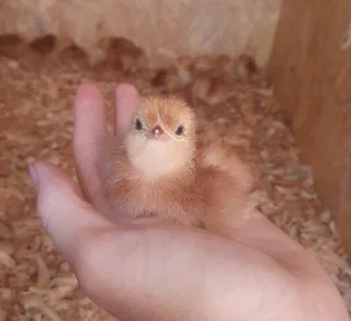 Day old Rhode Island Red