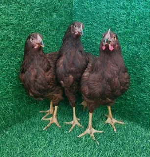 Rhode Island Red Trio